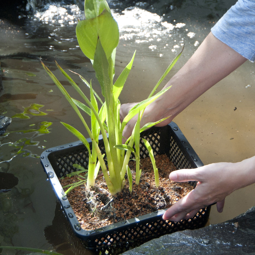 Spring Pond Plant Care Guide