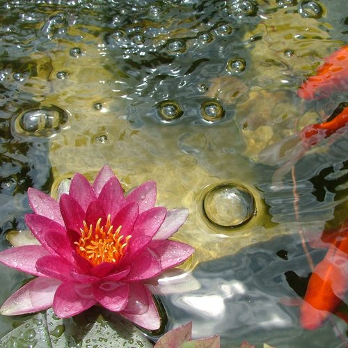 best plants for a garden pond