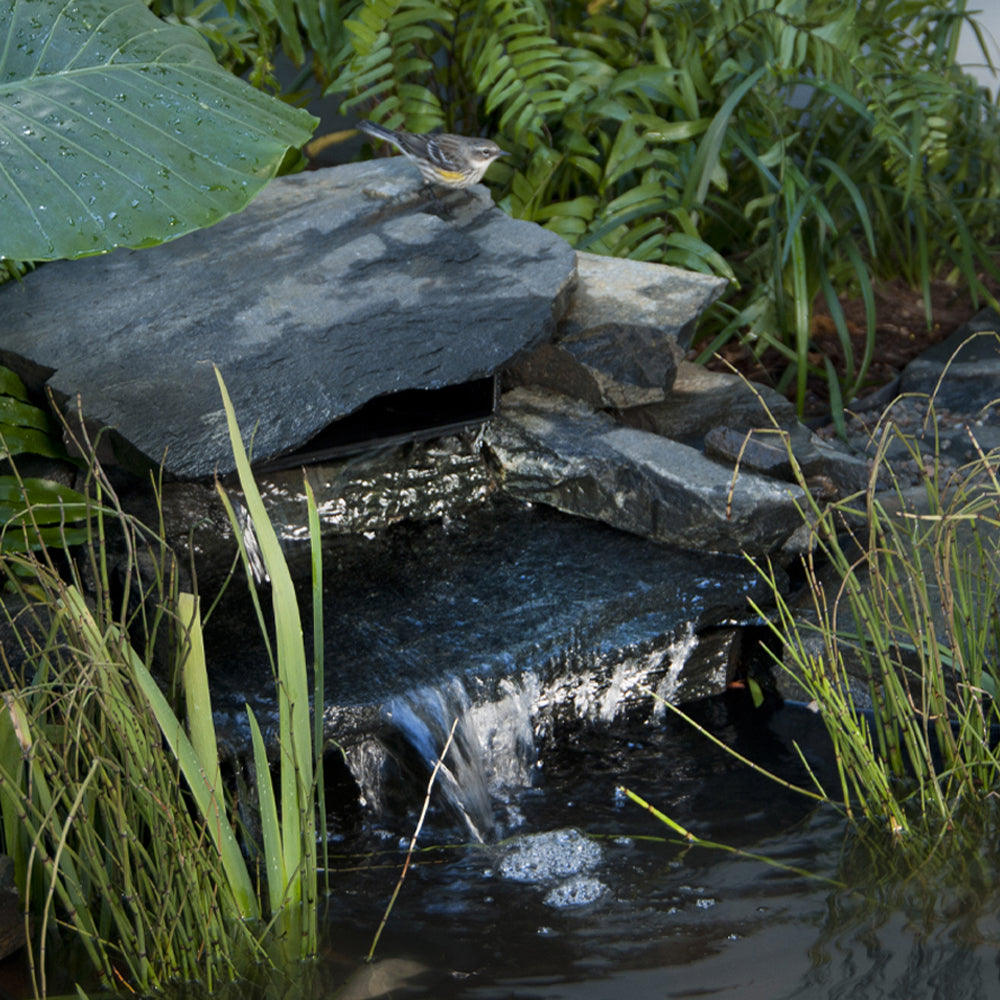 Attracting Birds, Bees & Butterflies