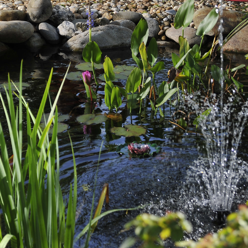 What’s the fuss about beneficial bacteria?