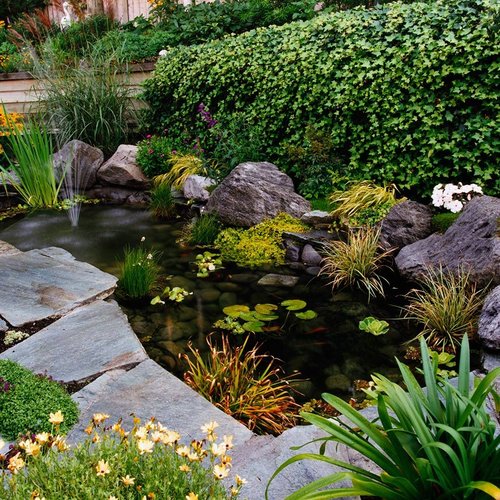 serene garden pond with aquatic plants