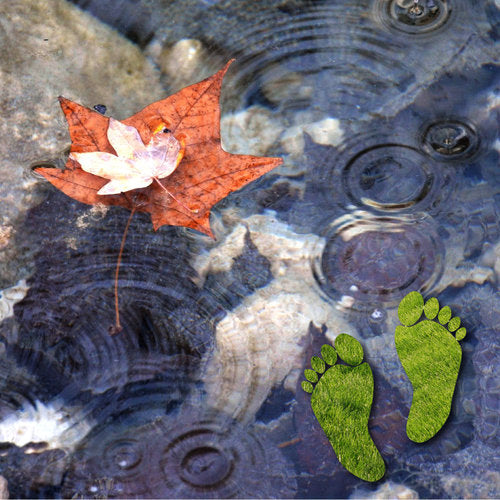 Having A Pond Can Lower Your Carbon Footprint