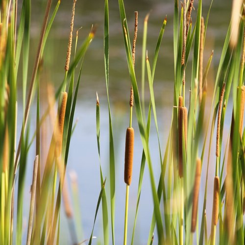 Benefits of Bog Garden Filtration