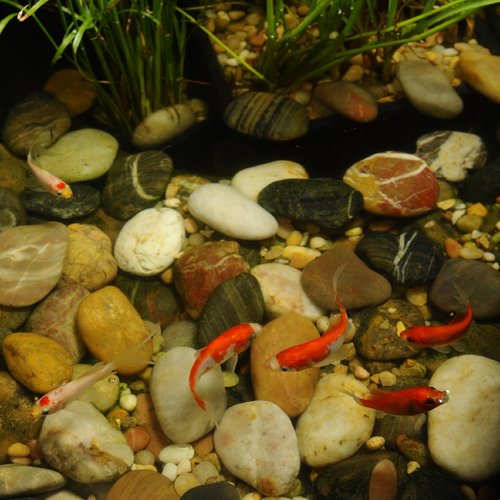 beneficial bacteria in your pond