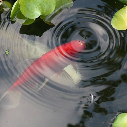 Most Common Fish Diseases and How To Prevent Them