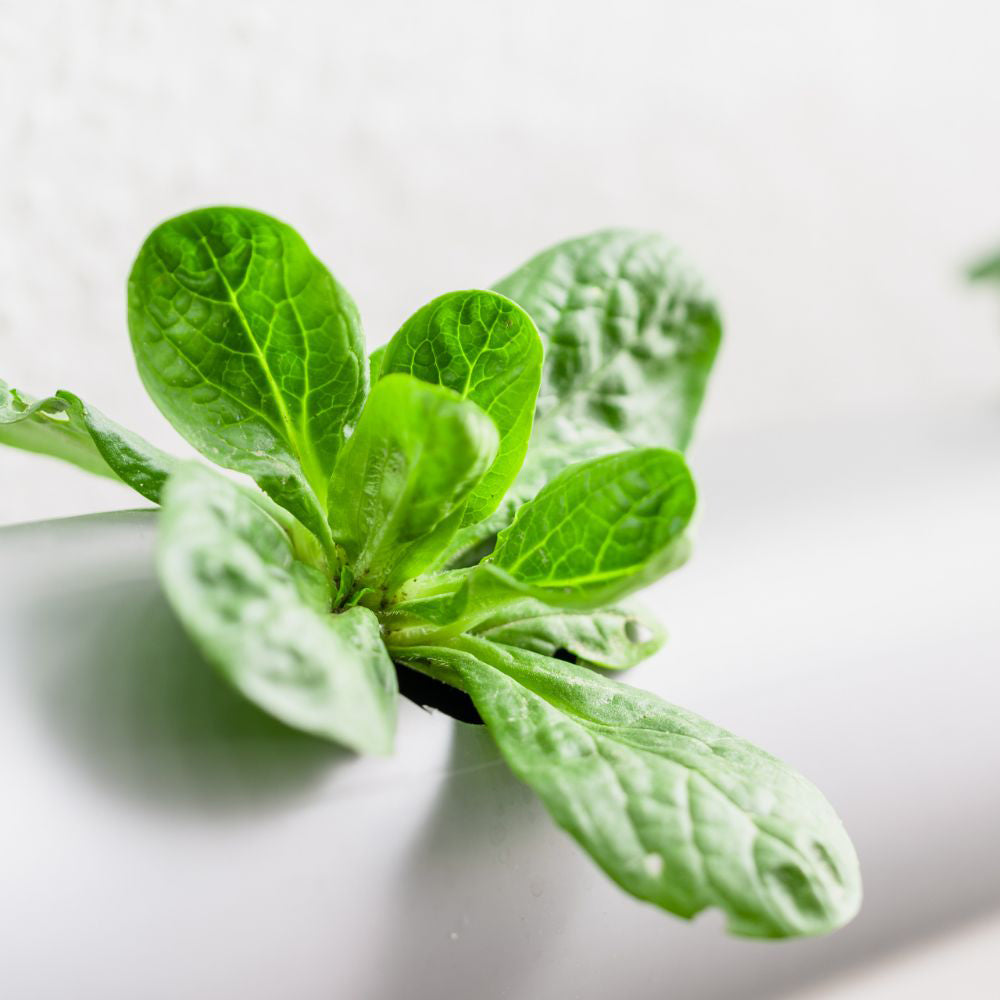 Hydroponics is a method of growing plants in a water-based, nutrient-rich solution rather than soil.