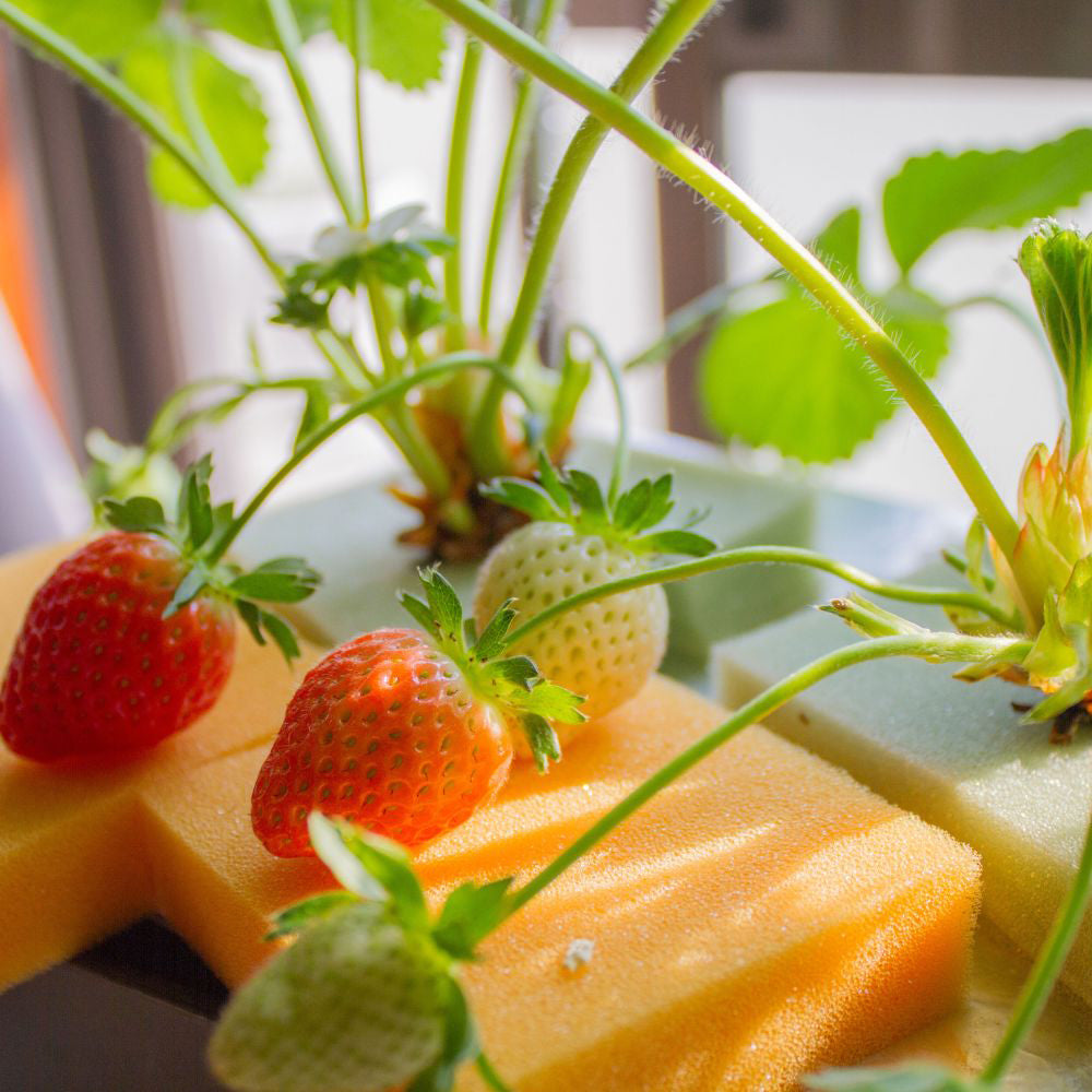 Hydroponics is a method of growing plants in a water-based, nutrient-rich solution rather than soil.