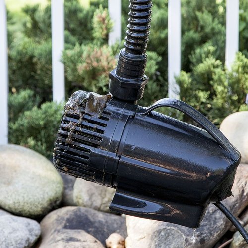 From Pond to Garden: Using Pond Scum as Natural Fertilizer