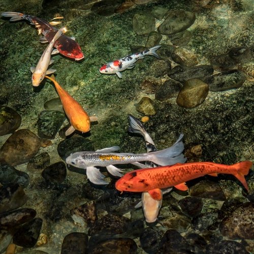 What is a spring fish kill?