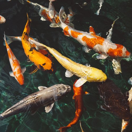 Koi Fish Fun Facts