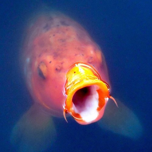 How many fish can fit in your Pond?