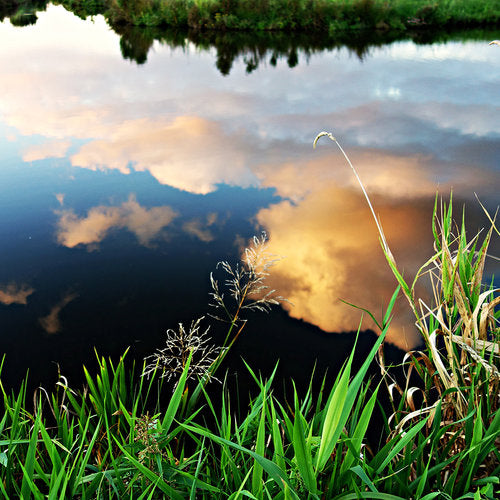 ideal temperatures for your pond