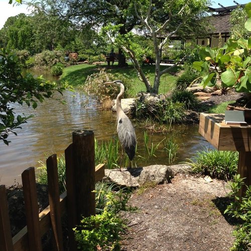 How To Keep Your Pond Predator Free