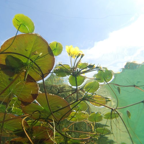 Common Pond Maintenance Mistakes