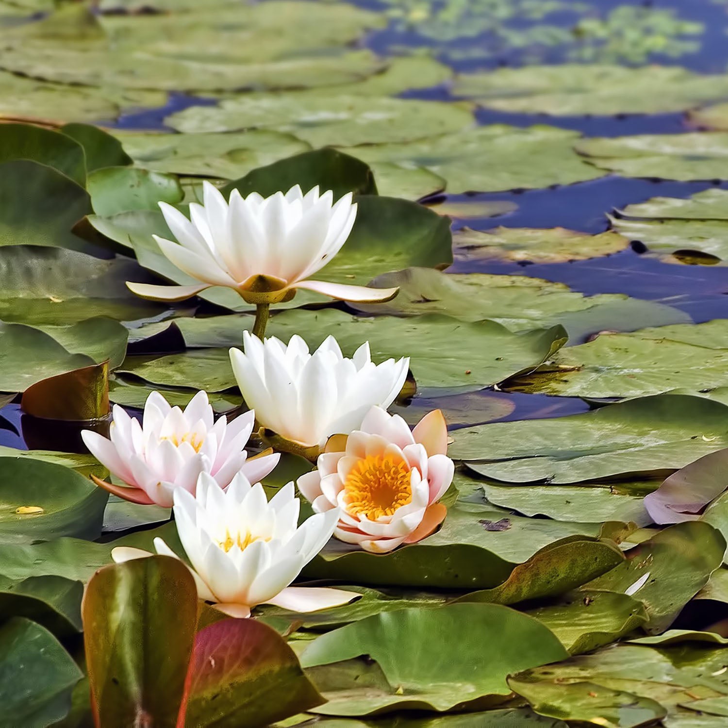 aquatic plants, learn more about prepping your pond for spring
