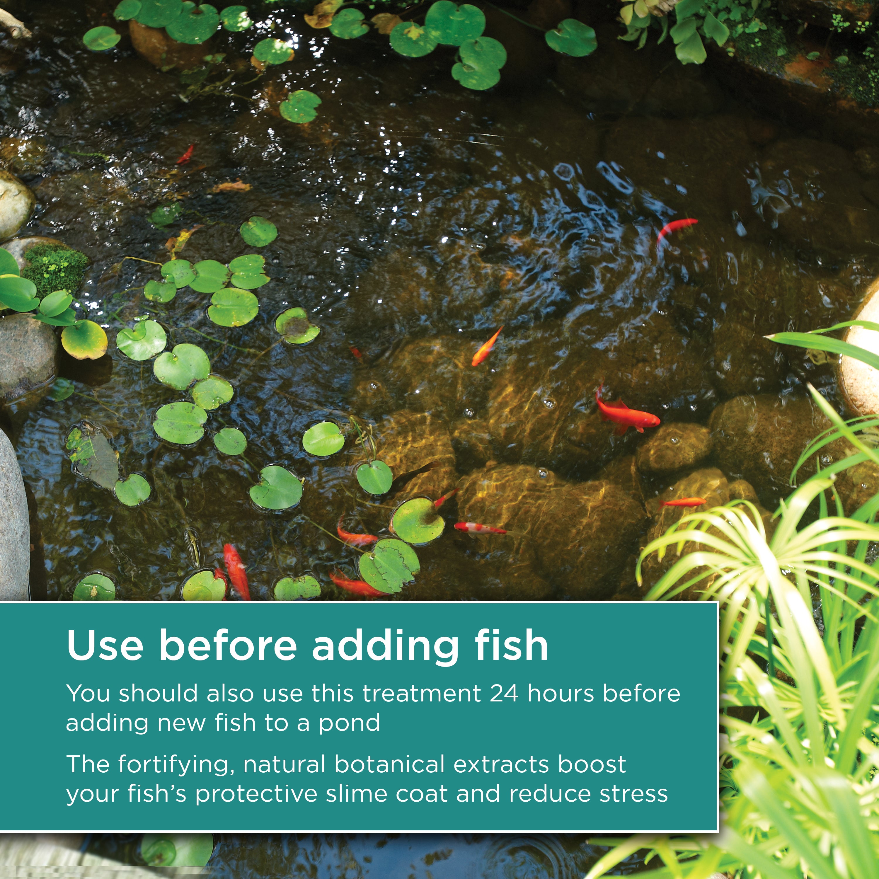 16 oz. Chlorine Remover Plus