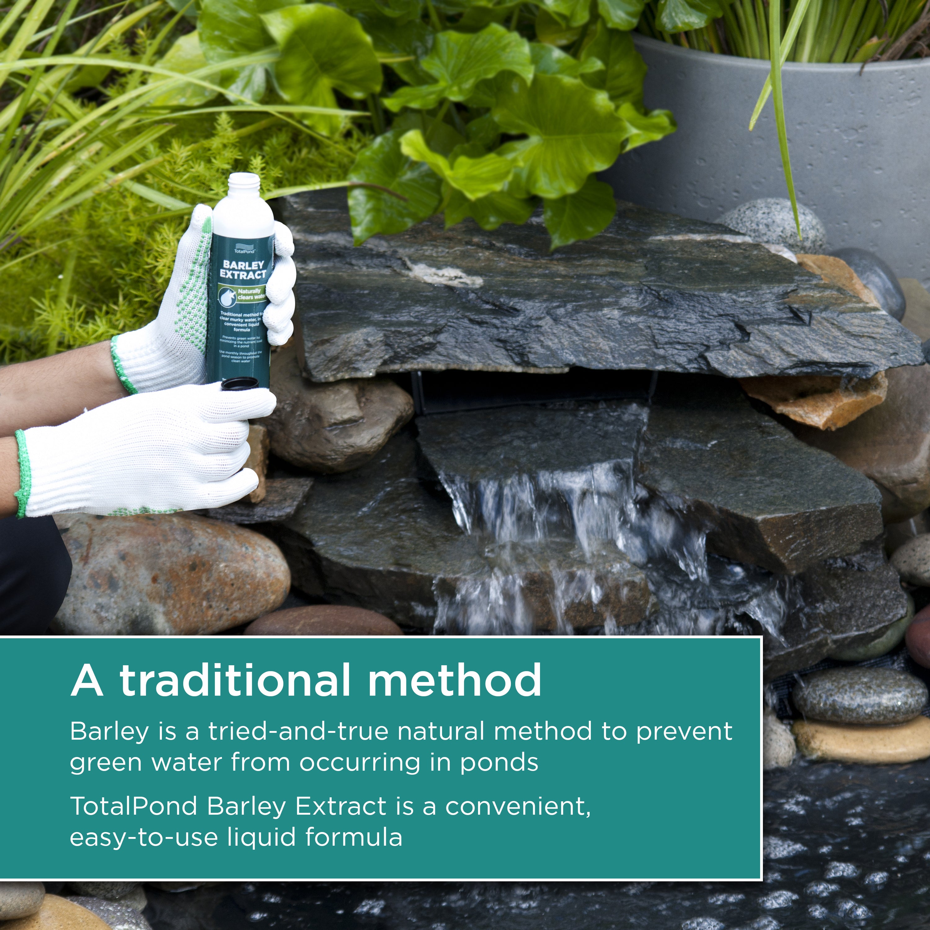 8 oz. Barley Extract