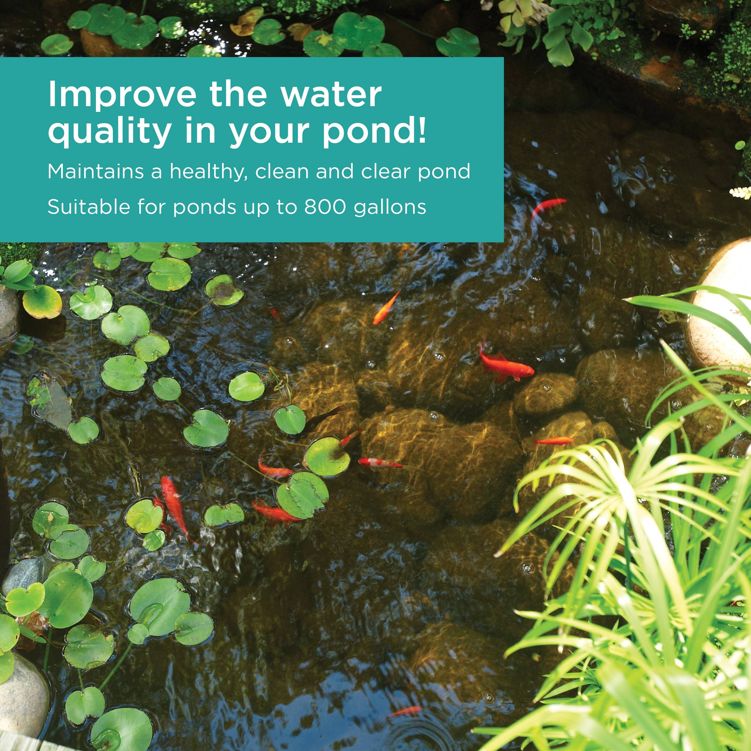 It helps remove the green out of the water and prevents nasty odors in ponds up to 800 gallons